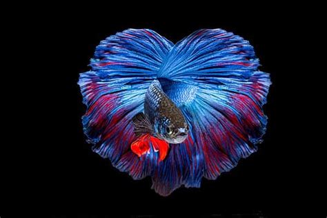 betta fish and goldfish in same tank|6 Critical Things to Know Before Putting Betta Fish and Goldfish .